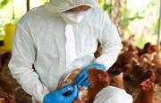 Gripe aviar: Sacrifican 49 aves para contener brote