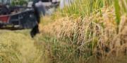 Producción agrícola 2025 crece en 21% y garantiza alimentos para los bolivianos