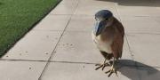 Rescatan a una garza pico de bota en Sopocachi y la trasladan al Bioparque Vesty Pakos