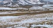 Nevada en Cocapata pone en riesgo a 8.000 camélidos y comunarios denuncian abandono de autoridades