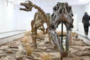 Una semana a puros fósiles: llega la quinta Jornada de Paleontología de la Cuenca Neuquina