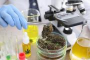 Crean el Registro Provincial de Cannabis Medicinal en Salta