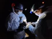 Detectan y sacrifican a un ave con influenza aviar
