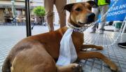 Salta pondrá collares a los perros callejeros que acompañen a los peregrinos durante el Milagro
