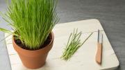 Los secretos para que tu planta de ciboulette crezca sana y no se marchite