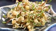 Asuntos de plantas: consejos para germinar lentejas en casa