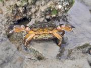 Un cangrejo invasor se expandió 1000 kilómetros, en pocos años, sobre la costa atlántica patagónica