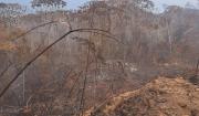 Gobierno reporta control de todos los incendios forestales, salvo en el parque de Caparuch