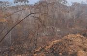 Gobierno reporta control de todos los incendios forestales, salvo en el parque de Caparuch