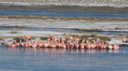 El cambio climático adelantó la llegada de flamencos al Parque Provincial Tromen