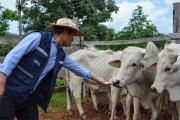 Gobierno entrega vaquillas y toros reproductores a 250 pequeños productores de Palos Blancos
