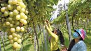 Ampliarán los cultivos de uva Moscatel para producir singani