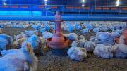 Bolivia descarta propagación de gripe aviar tras brote en aves de traspatio en Cuevo