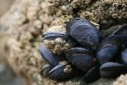 Alerta en la costa de Río Negro: recomiendan no comer moluscos por marea roja