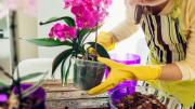 Pocos lo saben: por qué la maceta de tu orquídea debe ser transparente