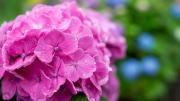 Un chorrito de este abono casero y tus hortensias estallarán de flores en septiembre