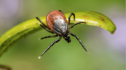¿Existe el Lyme crónico?: especialista en enfermedades infecciosas da la respuesta a esta interrogante