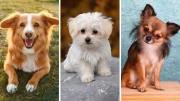 ¿Qué tipo de raza de perro serías, según tu signo del zodíaco?
