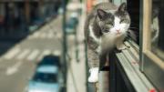 Alquilar con mascotas: la cláusula que complica a miles de familias y el seguro que puede darles una chance