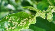 El repelente casero de 2 ingredientes que le pone fin a la plaga de pulgones que ataca a tus plantas