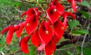 El podio de las flores más emblemáticas de Argentina, según la Inteligencia artificial