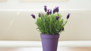 Cómo sembrar una planta de lavanda en septiembre para que tu jardín se llene de aroma