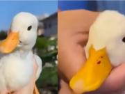 Un perro trajo un pato a su casa y se convirtió en el mejor amigo de la familia