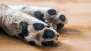 Mecánico es sentenciado a 5 años de cárcel por matar a golpes a perrito ch’api en plena vía pública