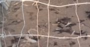 La estremecedora foto que circula en Caucete: aparecieron varios animales muertos, ¿por culpa de un “perro enorme”?