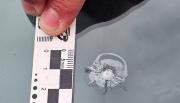 Chicoana: fragmentos de meteoritos les destrozaron los parabrisas en plena ruta