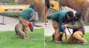 Impactante video: Murió una guacamaya tras ser atacada por un felino durante exhibición en zoológico de Chile