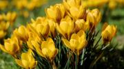 Qué día se regalan flores amarillas en Argentina a qué popular serie se debe