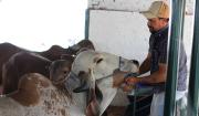 Comienza el ingreso de ganado para la Expocruz 2025 con ejemplares para el concurso lechero