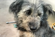 Histórica condena: Un hombre es sentenciado a cinco años de cárcel por matar a un perro con un fierro