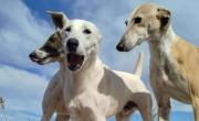 Bolívar: el refugio SAPAAB colapsó por superpoblación de perros