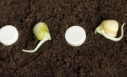 El secreto de los jardineros: por qué hay que enterrar una aspirina en las plantas