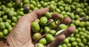 La aceituna resiste: San Juan apuesta a la calidad en un año difícil