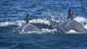 Ballenas: una estrategia que se transmite de generación en generación