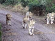 Un cuidador fue devorado por una manada de leones frente a un grupo de turistas: No sabían cómo ayudarlo