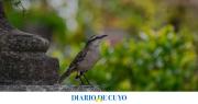 Mitos y verdades: qué anuncia el canto de una calandria