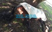 Tensión en La Plata: un caballo se descontroló, murió al chocar contra un árbol e hizo volar al jinete unos 20 metros