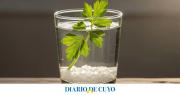 ¿Para qué sirve mezclar una ramita de perejil con agua y sal?