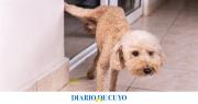 El ingrediente que hay que usar para que las mascotas no orinen en la casa