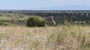Entre leones y ganado: los riesgos de convivir con la vida salvaje de Kenia