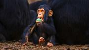 China: científicos lograron revertir la vejez en primates