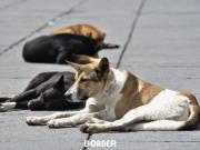 La Ciudad aprobó nuevas penas por maltrato animal: los detalles