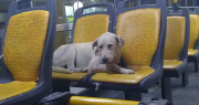 Avanza la reforma integral del transporte en San Juan, que incluye la posibilidad de llevar mascotas