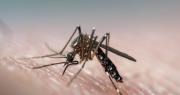 Vacuna gratis contra el dengue: la Provincia anunció cuándo comenzará la inscripción