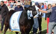 Bolívar será sede de la Tercera Expo Angus Federal los días 19 y 20 de septiembre