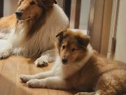 Alberto Fernández reapareció en redes sociales para contar que tiene un nuevo perro: las reacciones que generó su confuso posteo